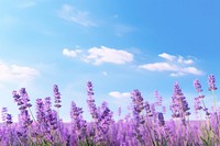 Lavender field border sky landscape outdoors.