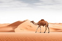 PNG Desert with camel outdoors nature animal.