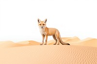 PNG Desert with desert fox wildlife outdoors mammal.