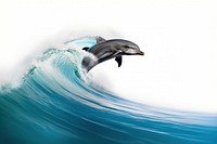 Dolphin ocean outdoors animal.