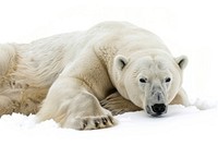 Big white polar bear wildlife animal mammal.