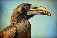 Realistic vintage drawing of crow animal bird beak.