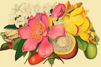 Realistic vintage drawing of fruit flower painting plant.