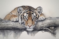 Tiger wildlife painting drawing.