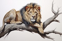 Lion wildlife painting drawing.