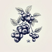 Blueberry drawing sketch fruit.
