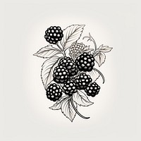 Blackberry drawing sketch plant.