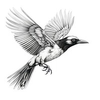 Engle bird drawing animal sketch.