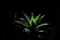 Flower Houseplant light black leaf.
