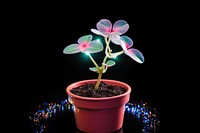 Houseplant houseplant flower light.