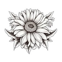 Sunflower drawing sketch white.