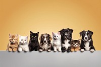 Cats and dogs border mammal animal pet.