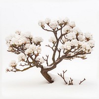 Ornamental tree blossom nature flower.