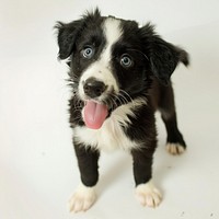 Super adorable typical black with white Border Colie dog pup mammal animal puppy.