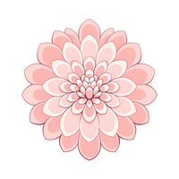 Pink dahlia flower plant white background inflorescence.