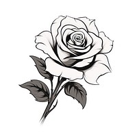 Rose flower drawing sketch plant.