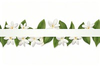 Jasmine flower pattern adhesive strip plant petal white.
