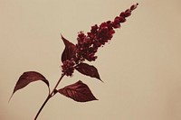 Red Amaranthus flower plant leaf amaranthaceae.