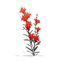 Red cardinal flower gladiolus plant white background.