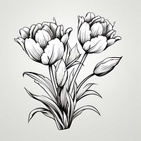 Tulip flower drawing sketch plant.