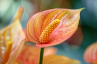 Close up of anthurium flower plant petal.