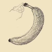 Hand drawn of banana drawing sketch illustrated.