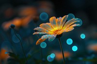 Bioluminescence Daisy background daisy outdoors nature.