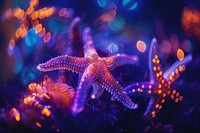 Bioluminescence Starfish background starfish outdoors animal.