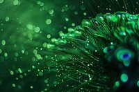 Bioluminescence peacock background green backgrounds animal.