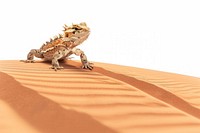 Thorny Devil Lizard walking on red sand lizard outdoors reptile.