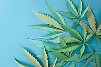 Backgrounds cannabis plant leaf.