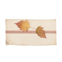 Tape stuck on autumn leaf paper plant white background.