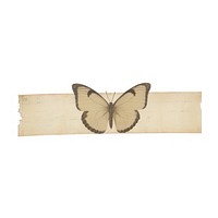 Tape stuck on the butterfly animal paper white background.