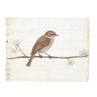 Tape stuck on the bird sparrow animal white background.