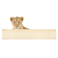 PNG Tape stuck on the lion wildlife mammal animal.