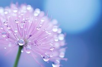 Water droplet on allium flower blossom nature.