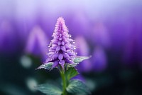 Water droplet on anise hyssop flower lavender blossom.