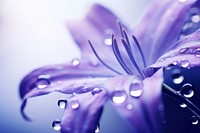 Water droplet on bellflower backgrounds blossom nature.