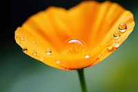 Water droplet on california poppy flower nature petal.