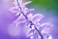 Water droplet on catmint nature outdoors flower.