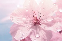 Water droplet on cherry blossom flower backgrounds outdoors.