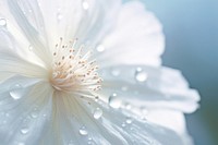 Water droplet on cotton flower blossom nature petal.