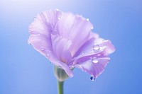 Water droplet on eustoma flower nature outdoors.