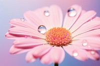 Water droplet on everlasting flower blossom nature petal.