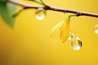 Water droplet on forsythia flower outdoors blossom.