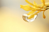 Water droplet on forsythia flower nature petal.