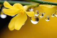 Water droplet on forsythia flower nature outdoors.