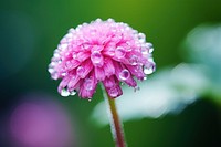Water droplet on globe amaranth flower outdoors blossom.