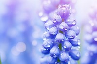 Water droplet on grape hyacinth flower backgrounds blossom.