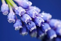 Water droplet on grape hyacinth flower blossom nature.